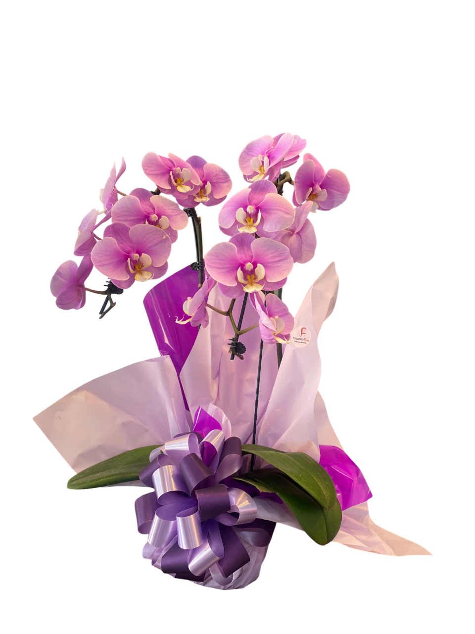 ORQU�DEA PLANTADA - CASCATA